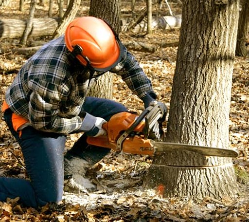 Tree Removal in Lu Verne, IA